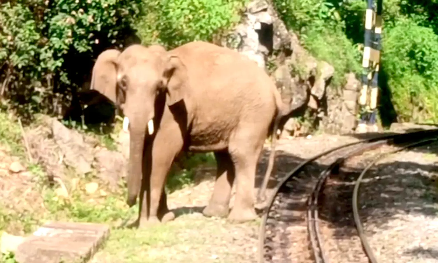 ஊட்டி மலை ரெயிலை வழிமறித்த யானை