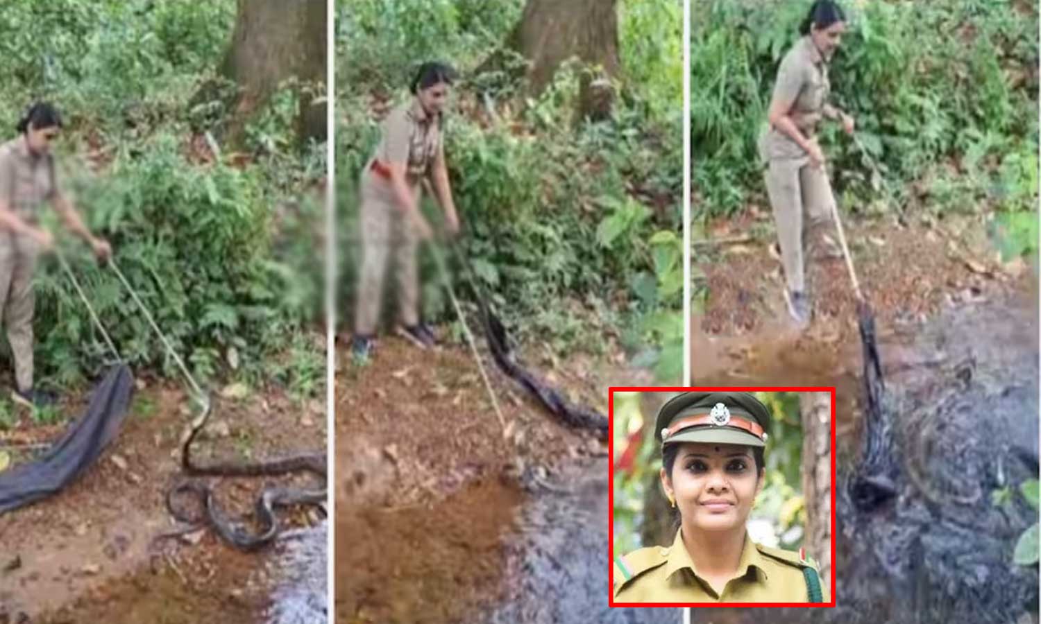 18 அடி நீளமுள்ள ராஜநாகத்தை பிடித்த வனத்துறை அதிகாரி ரோஷ்னி - வீடியோ வைரல்