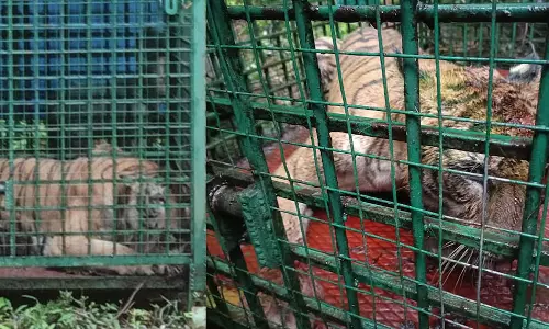 ரப்பர் தோட்டத்தில் தொழிலாளியை கொன்ற புலி சிக்கியது- பொதுமக்கள் நிம்மதி