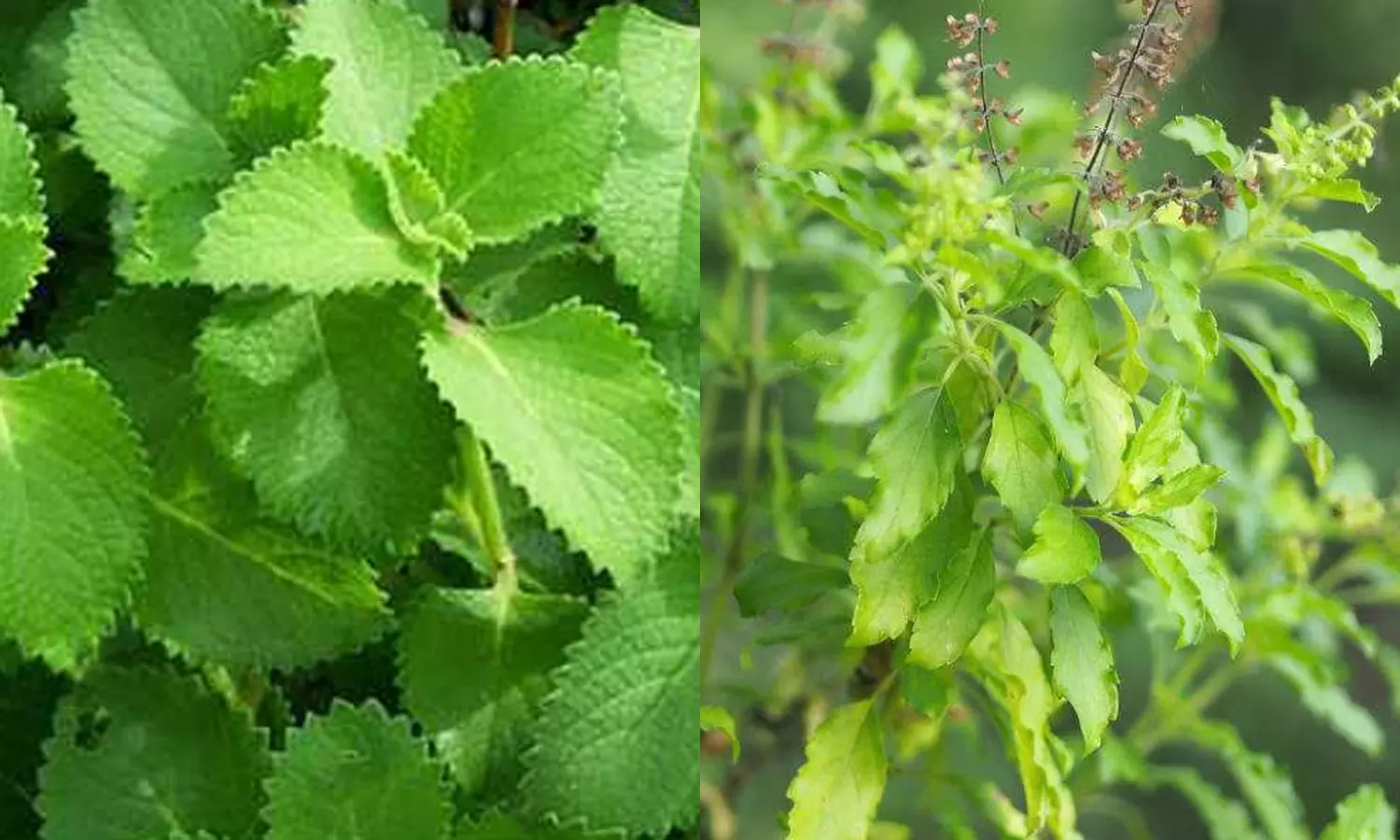 சுவாச அலர்ஜி, ஆஸ்துமா பிரச்சனைக்கு துளசி, கற்பூரவள்ளி, ஆடாதோடை