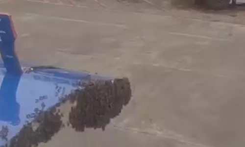 தேனீக்கள் சூழ்ந்ததால் 1 மணிநேரம் தாமதமாக புறப்பட்டு சென்ற இண்டிகோ விமானம்- வீடியோ வைரல்