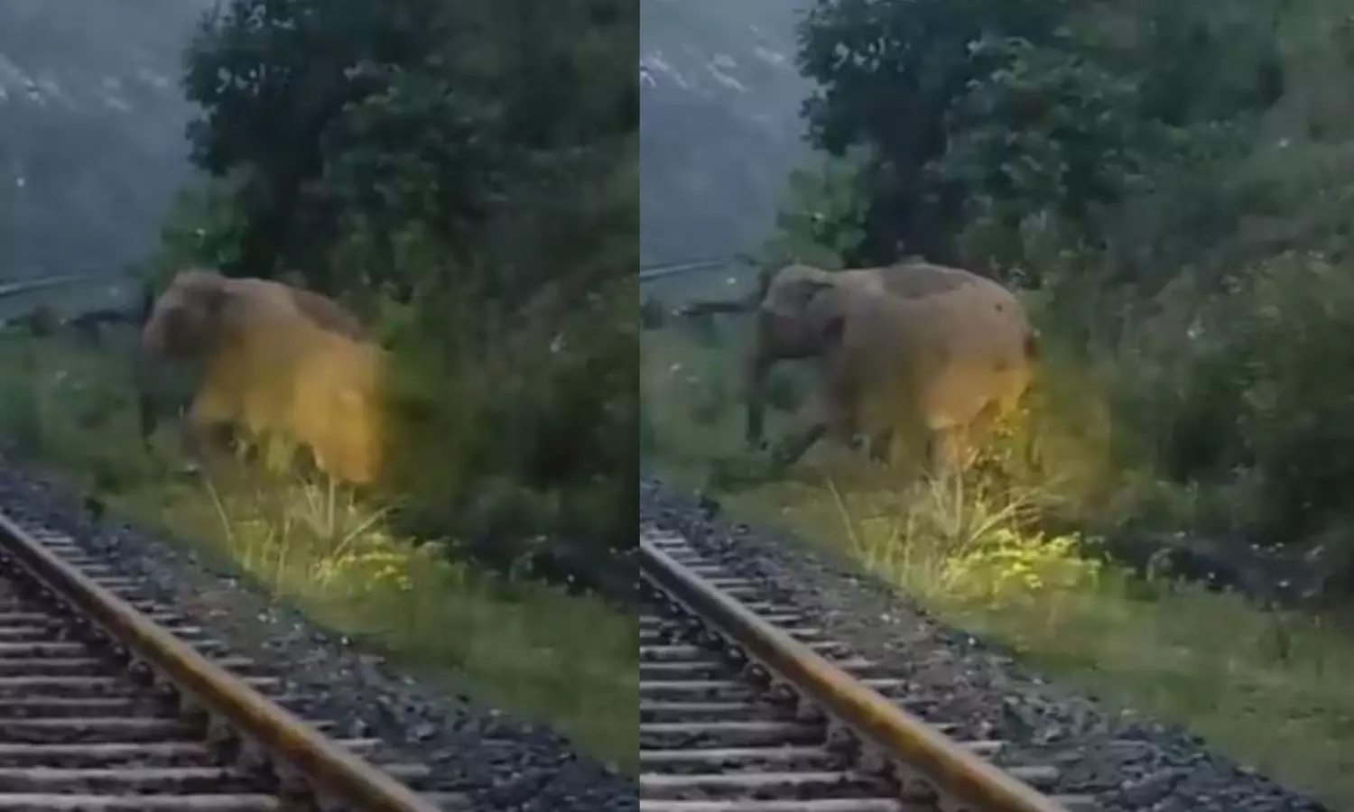 VIDEO: தண்டவாளம் அருகே குட்டியை பிரசவித்த யானை.. எதிரே வந்த ரெயில் - மக்கள் செய்த செயல்