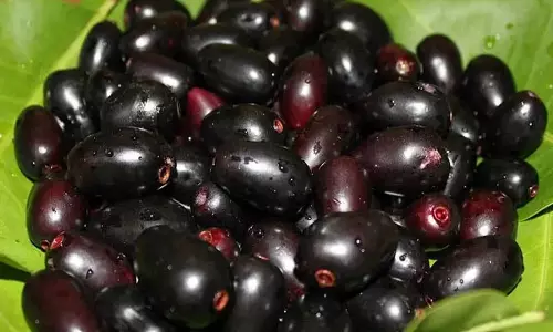 உடலுக்கும் கண்ணுக்கும் குளிர்ச்சி தரும் நாவல் பழம்