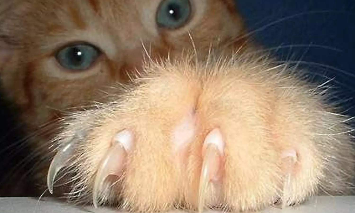 வளர்ப்பு பூனையின் நகம் கீறி காயமடைந்த சிறுமி உயிரிழப்பு- தடுப்பூசி போடப்பட்டும் பலியான பரிதாபம்