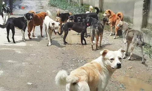 பெங்களூருவில் தெருநாய்களுக்கு நாள்தோறும் சிக்கன் ரைஸ் வழங்க மாநகராட்சி திட்டம்