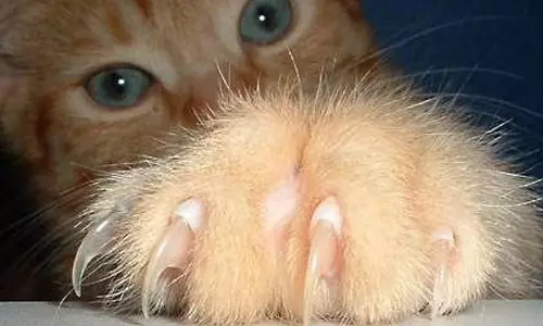 வளர்ப்பு பூனையின் நகம் கீறி காயமடைந்த சிறுமி உயிரிழப்பு- தடுப்பூசி போடப்பட்டும் பலியான பரிதாபம்