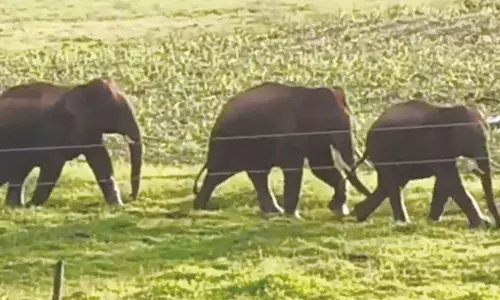 கூடலூரில் வீட்டு ஜன்னலை உடைத்து உணவு தேடிய யானை- பொதுமக்கள் அலறி அடித்து ஓட்டம்