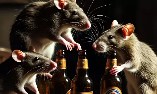 800 மதுபாட்டில்களை எலிகள் குடித்துவிட்டதாக கூறிய மதுபானக்கடை ஊழியர்கள் - அதிகாரிகள் அதிர்ச்சி