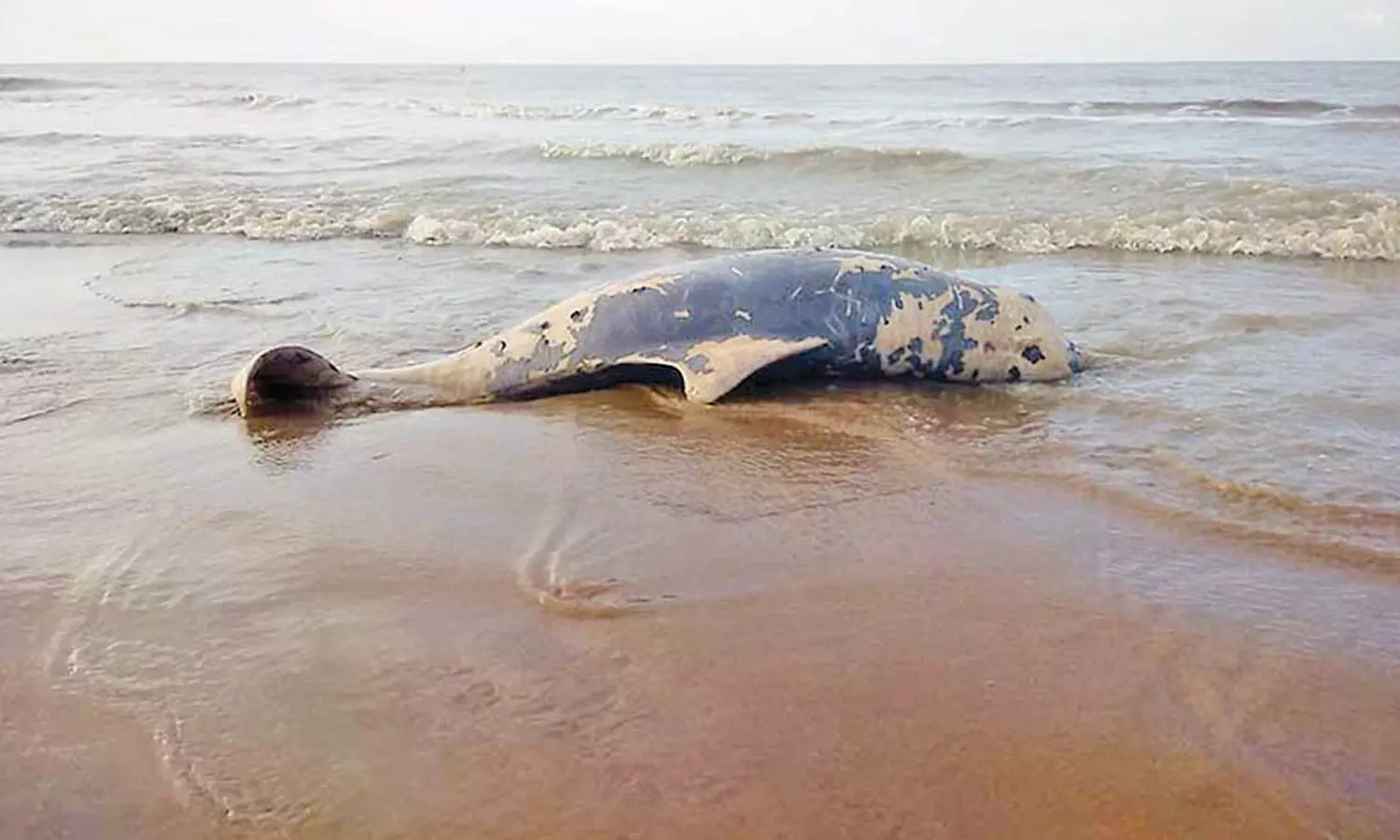 கோடியக்கரை கடற்கரையில் 150 கிலோ எடை கொண்ட ராட்சத டால்பின் கரை ஒதுங்கியது கோடியக்கரை கடற்கரையில் 150 கிலோ எடை கொண்ட ராட்சத டால்பின் கரை ஒதுங்கியது