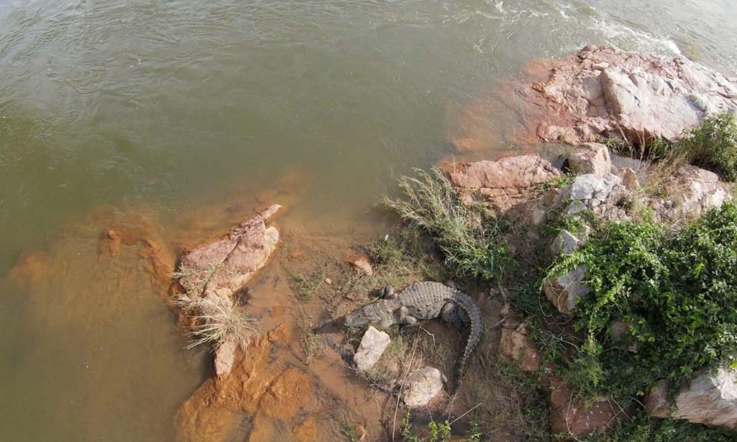 ஒகேனக்கல் மீன் பண்ணை அருகே காவிரி கரையோரம் மணல் பரப்பில் ஓய்வெடுத்த முதலையால் பரபரப்பு