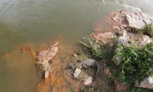 ஒகேனக்கல் மீன் பண்ணை அருகே காவிரி கரையோரம் மணல் பரப்பில் ஓய்வெடுத்த முதலையால் பரபரப்பு