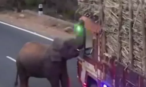 நெடுஞ்சாலையில் வந்த லாரியை வழிமறித்து கரும்பை ருசித்த ஒற்றை யானை