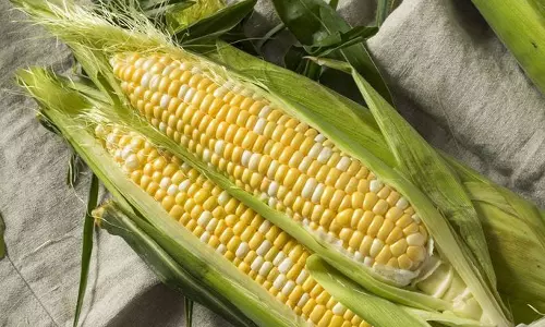 மக்காச் சோள உணவு எப்படி வந்தது?