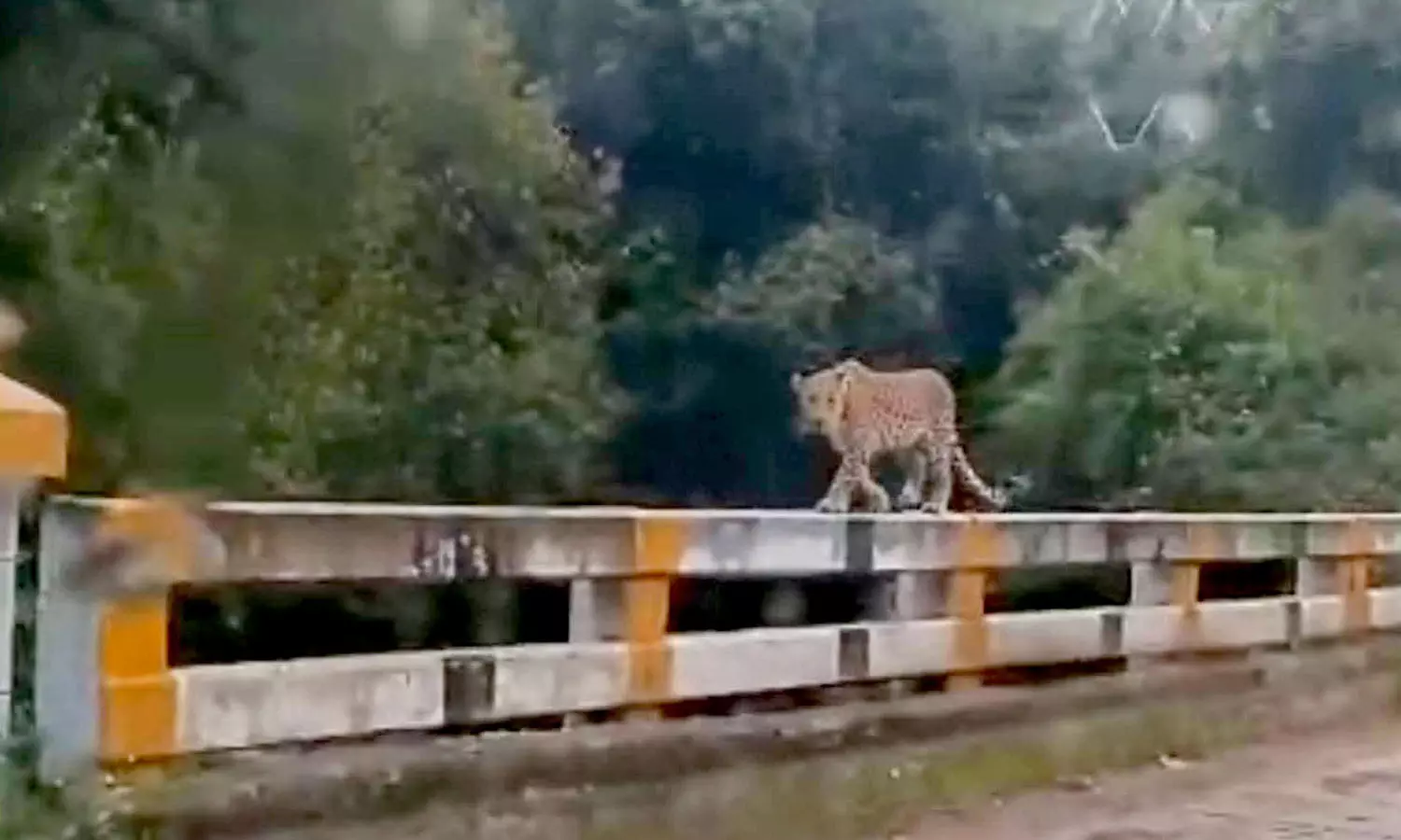 பாலத்தில் ஒய்யாரமாக நடந்து சென்ற சிறுத்தை- பொதுமக்கள், வாகனஓட்டிகள் அச்சம் பாலத்தில் ஒய்யாரமாக நடந்து சென்ற சிறுத்தை- பொதுமக்கள், வாகனஓட்டிகள் அச்சம்