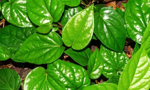 வெற்றிலை எப்படி வெற்றி இலையாகிறது?