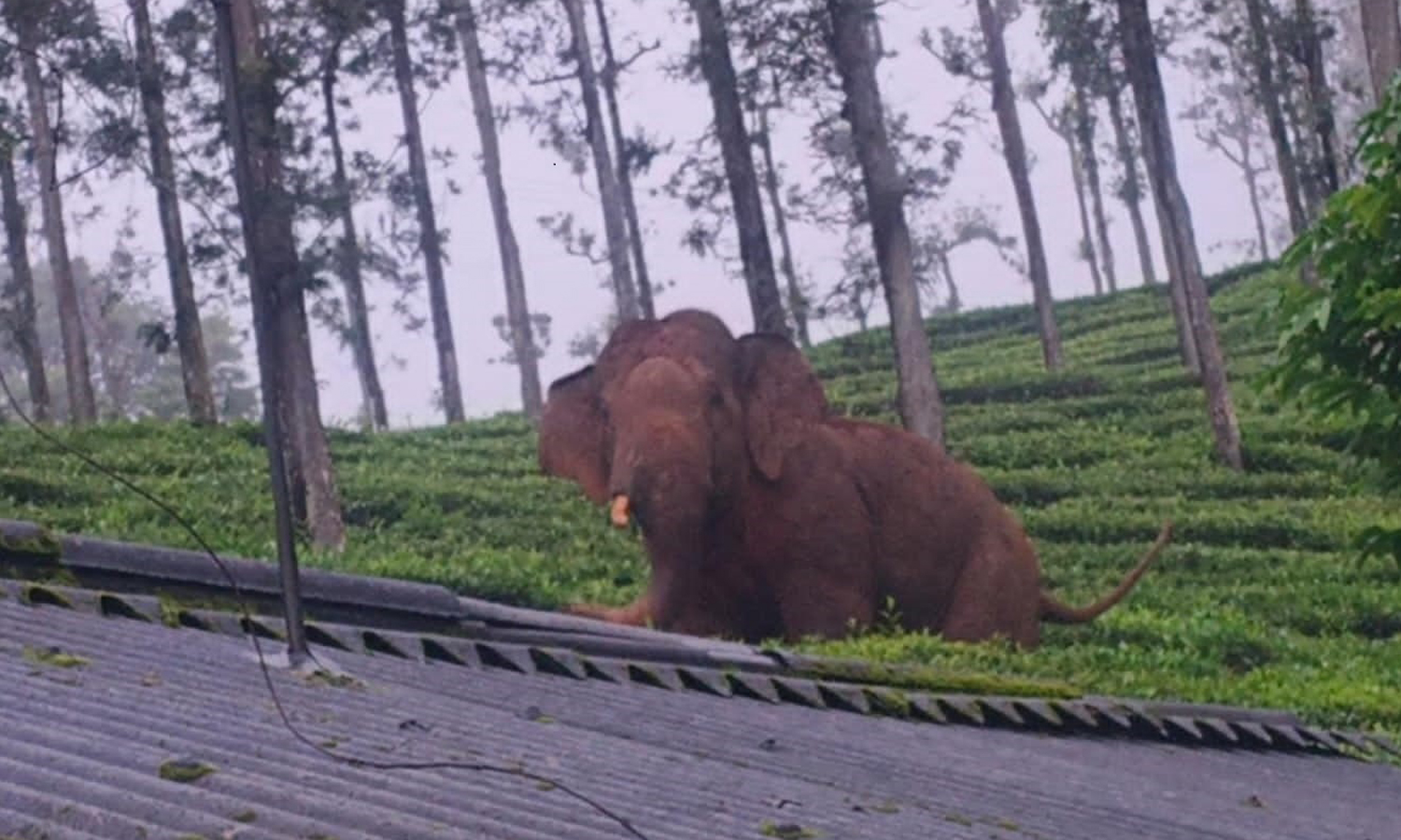 பந்தலூர் அருகே யானை மிதித்து மூதாட்டி பலி