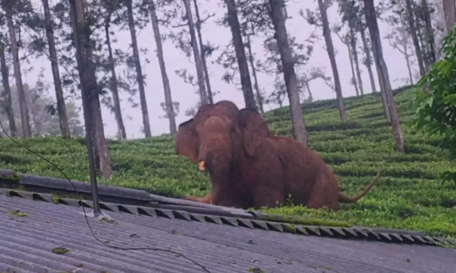 பந்தலூர் அருகே யானை மிதித்து மூதாட்டி பலி