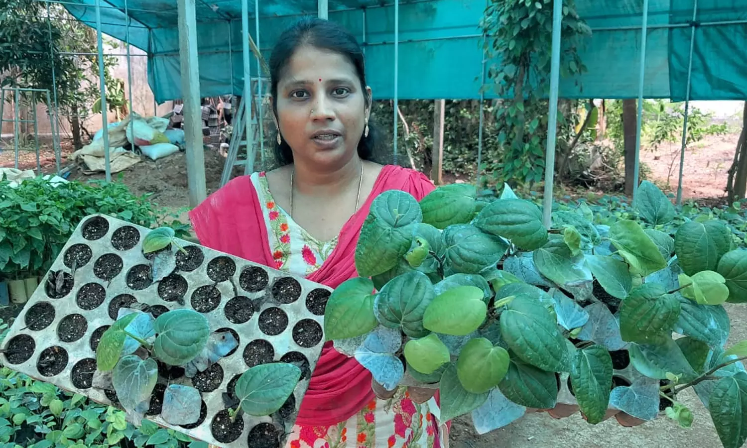 18 மாதத்தில் மகசூல் தரும் மிளகு பயிர்- புதுச்சேரி பெண் விஞ்ஞானி கண்டுபிடிப்பு 18 மாதத்தில் மகசூல் தரும் மிளகு பயிர்- புதுச்சேரி பெண் விஞ்ஞானி கண்டுபிடிப்பு
