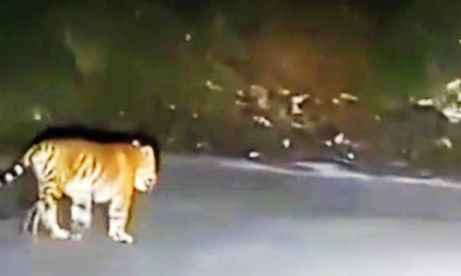 கடம்பூர் அருகே சாலையில் ஒய்யாரமாக நடந்து சென்ற புலி- வாகன ஓட்டிகள் அதிர்ச்சி