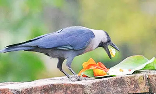 ஆடி அமாவாசை: காக்காவுக்கு உணவிடுங்கள்...