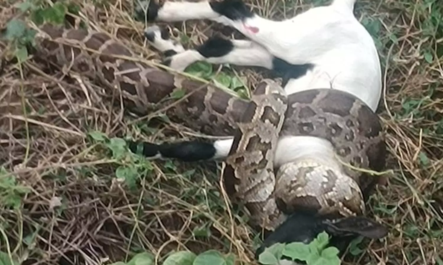 மேட்டுப்பாளையம் அருகே ஆட்டுக்குட்டியை விழுங்க முயன்ற மலைப்பாம்பு