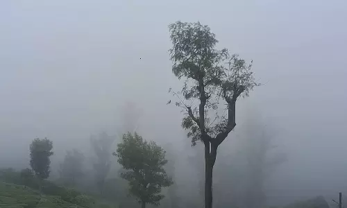 கோவை, நீலகிரியில் கொட்டி தீர்த்த கனமழை- சாலையில் மரம் விழுந்து போக்குவரத்து பாதிப்பு