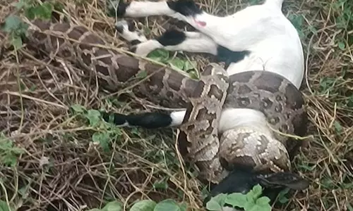 மேட்டுப்பாளையம் அருகே ஆட்டுக்குட்டியை விழுங்க முயன்ற மலைப்பாம்பு
