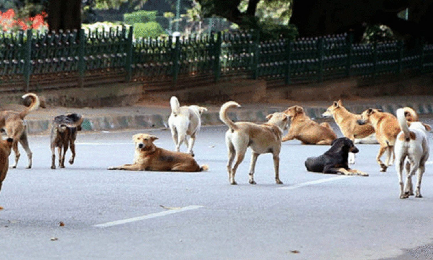 தெரு நாய்களை கருணை கொலை செய்யலாம் - தமிழ்நாடு அரசு அனுமதி