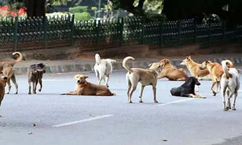தெரு நாய்களை கருணை கொலை செய்யலாம் - தமிழ்நாடு அரசு அனுமதி