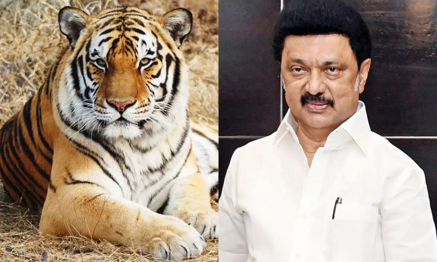 புலிகளைப் பாதுகாப்பதன் வழியே, நம் காடுகளின் ஆன்மாவை பாதுகாக்கிறோம் - மு.க.ஸ்டாலின்