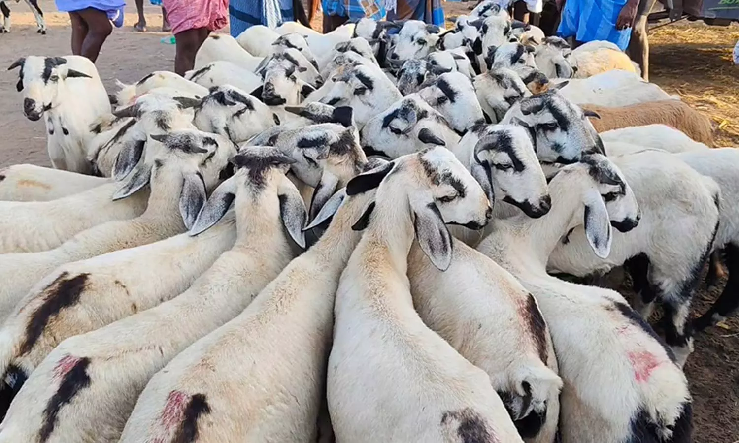 ஆடிப்பெருக்கையொட்டி உளுந்தூர்பேட்டை வாரச்சந்தையில் ரூ.3 கோடிக்கு ஆடுகள் விற்பனை