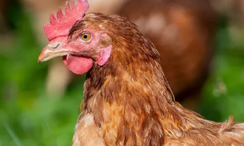 சேவல் கூவியதை கேட்டதே இல்லை- 100 ஆண்டுகளாக கோழிக்கறி சாப்பிடாத கிராம மக்கள்