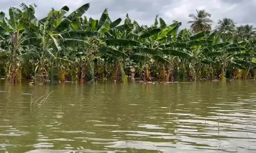 சிறுமுகை அருகே 50 ஆயிரம் வாழைகள் நீரில் மூழ்கின- விவசாயிகள் கவலை