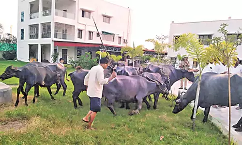 மாட்டு கொட்டகையை இடித்ததால் எம்.எல்.ஏ. அலுவலகம் முன்பு எருமை மாடுகளுடன் போராட்டம்
