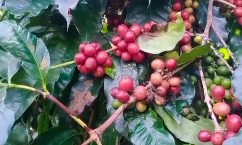 ஏற்காட்டில் காபி விளைச்சல் அமோகம்- பராமரிப்பு பணியில் விவசாயிகள் மும்முரம்