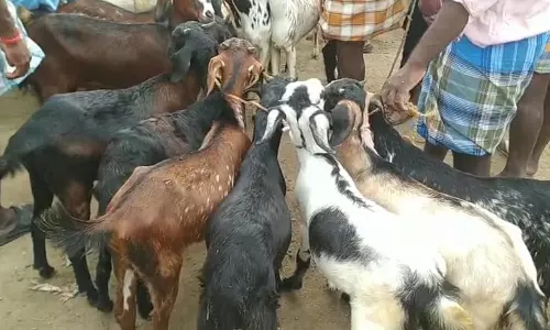 ஆடிப்பெருக்கையொட்டி வேப்பூர் வாரச்சந்தையில் ரூ.3 கோடிக்கு ஆடுகள் விற்பனை
