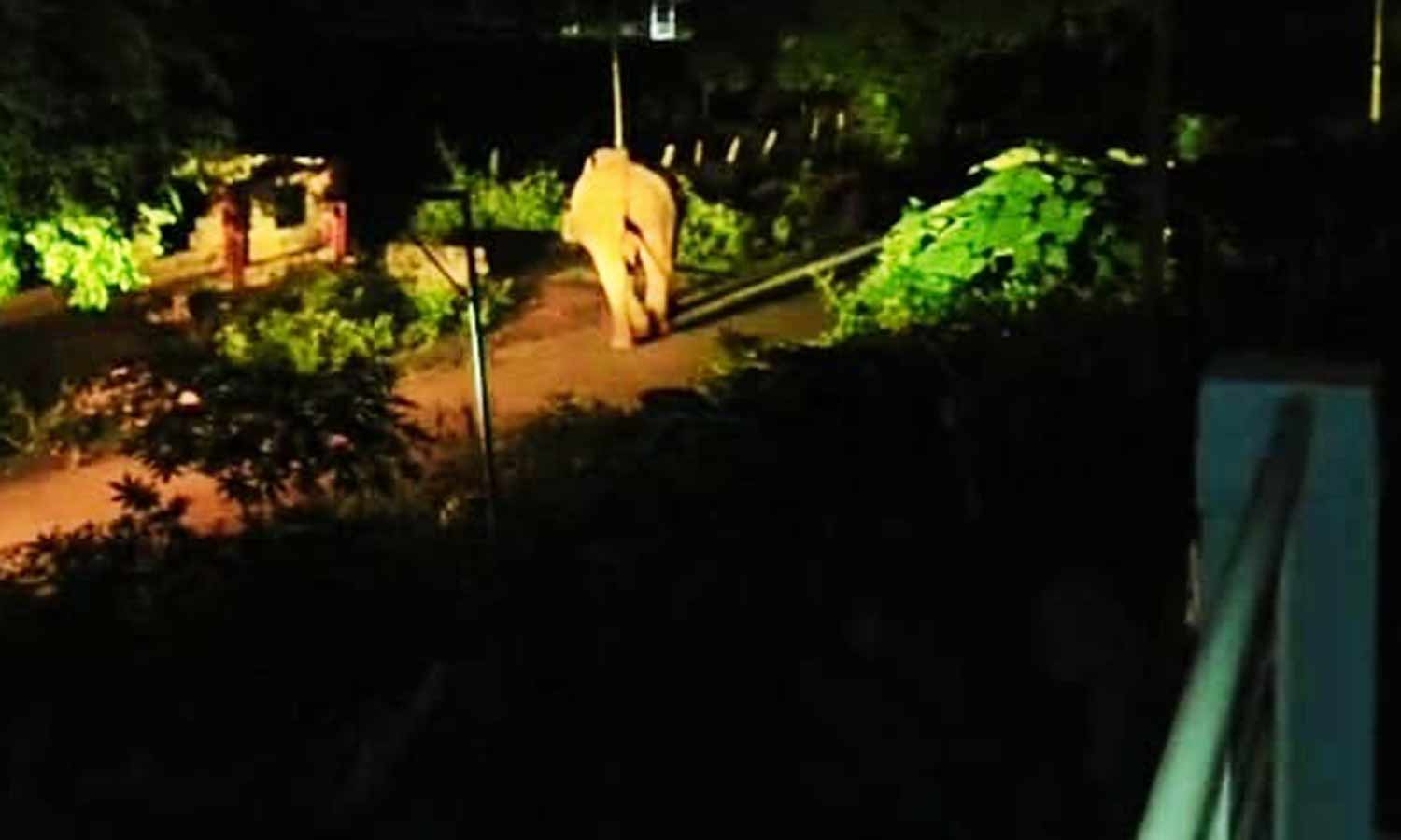 அரசு பள்ளி அருகே சுற்றி வந்த ஒற்றை யானையால் மக்கள் பீதி