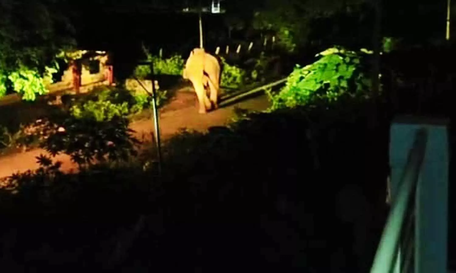 அரசு பள்ளி அருகே சுற்றி வந்த ஒற்றை யானையால் மக்கள் பீதி