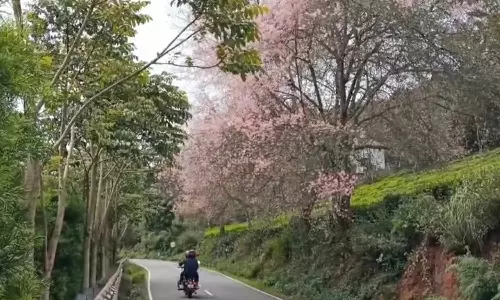 கோத்தகிரியில் கொத்து-கொத்தாக பூத்து குலுங்கும் செர்ரி மலர்கள்: சுற்றுலா பயணிகள் பரவசம்