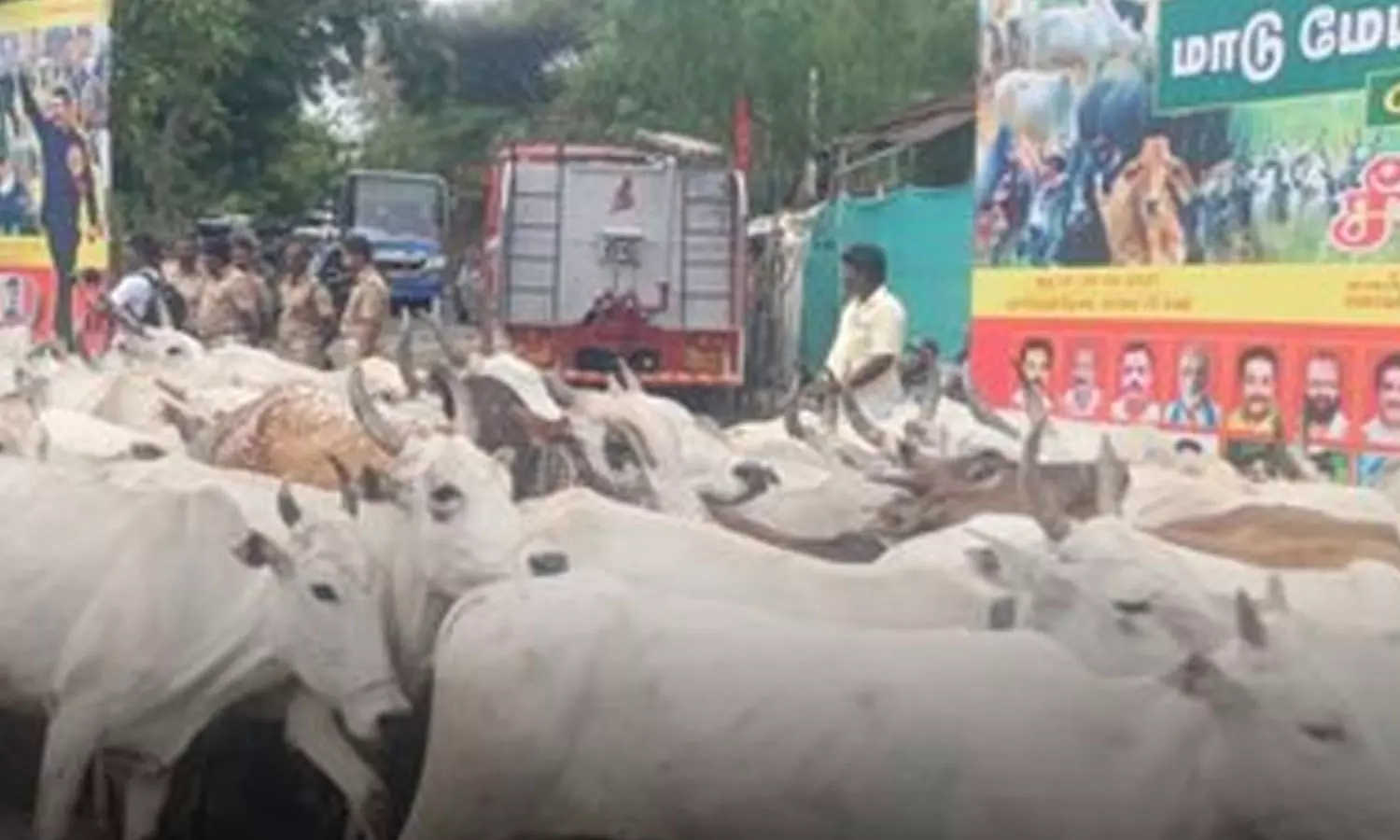 தடையை மீறி மலையேறி மாடு மேய்க்கும் போராட்டம் நடத்திய சீமான் - தேனியில் பரபரப்பு