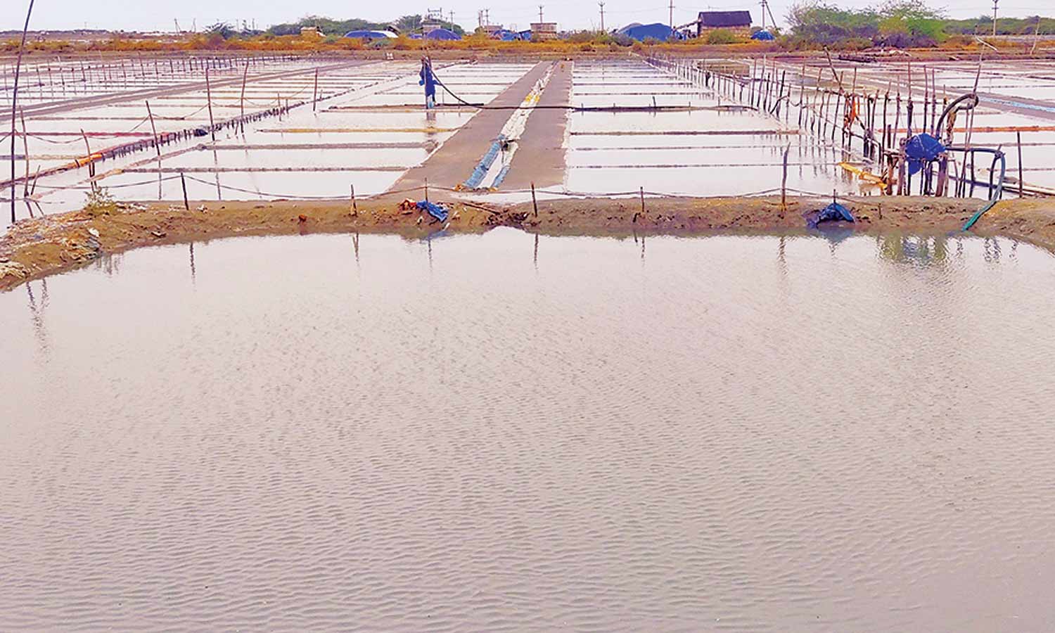 வேதாரண்யம் பகுதியில் திடீரென பெய்த மழையால் உப்பு உற்பத்தி கடும் பாதிப்பு