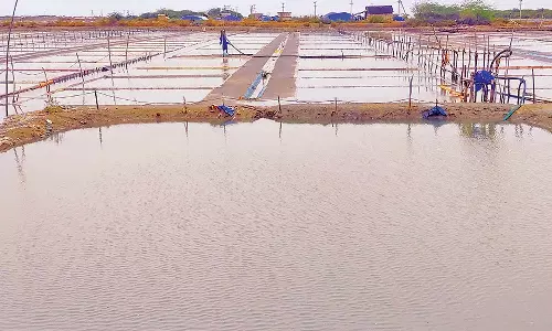 வேதாரண்யம் பகுதியில் திடீரென பெய்த மழையால் உப்பு உற்பத்தி கடும் பாதிப்பு