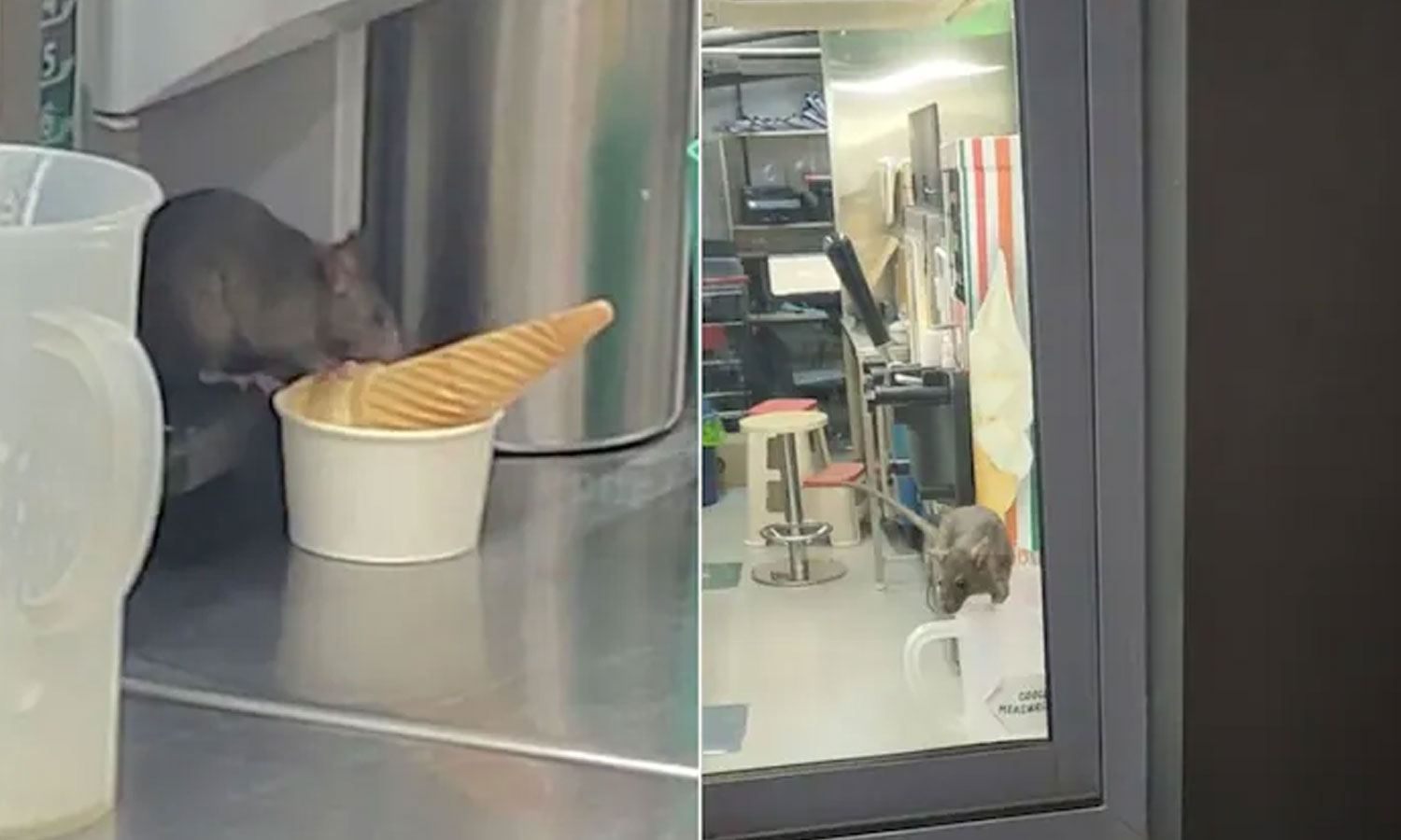 பிரபல மாலில் ஐஸ்கிரீமை ரசித்து ருசித்து சாப்பிட்ட எலி- வைரலாகும் வீடியோ