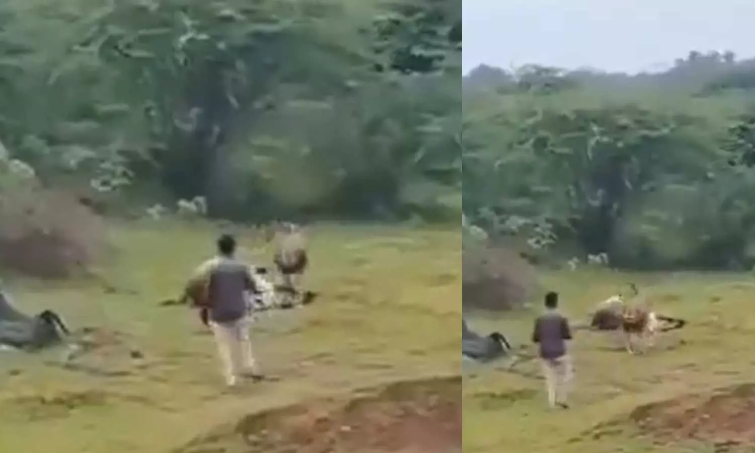 கர்ஜித்த சிங்கம், மரண எல்லைக்குச் சென்று அதிர்ஷ்டவசமாக உயிர் தப்பிய வாலிபர்- வீடியோ கர்ஜித்த சிங்கம், மரண எல்லைக்குச் சென்று அதிர்ஷ்டவசமாக உயிர் தப்பிய வாலிபர்- வீடியோ