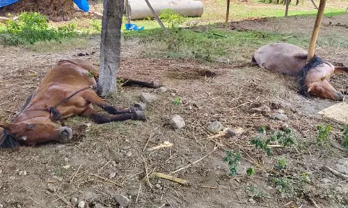 அந்தியூர் குருநாத சுவாமி கோவில் திருவிழா: 6 குதிரைகள் அடுத்தடுத்து இறந்ததால் பரபரப்பு