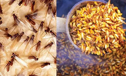 சத்துக்கள் நிறைந்த `ஈசல்