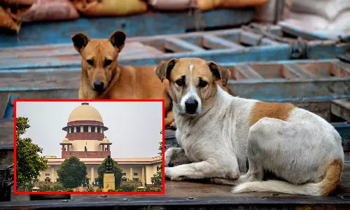 டெல்லி: அனைத்து தெரு நாய்களையும் பிடித்து, காப்பகங்களில் அடைக்க வேண்டும் - உச்ச நீதிமன்றம்