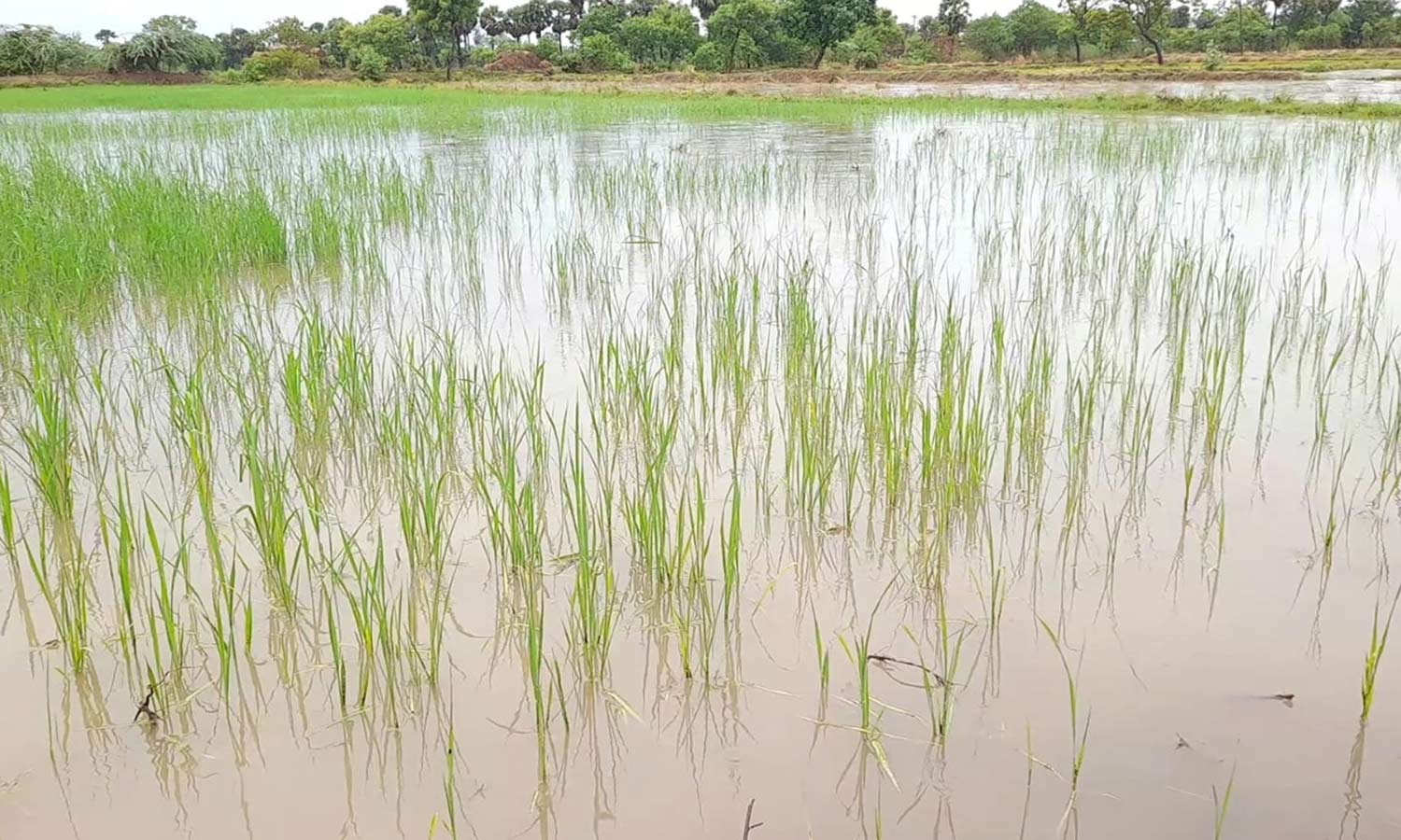 பருவம் தவறிய மழை: திருவாரூரில் 10 ஆயிரம் ஏக்கர் குறுவை நெற்பயிர்கள் அழுகும் அபாயம்