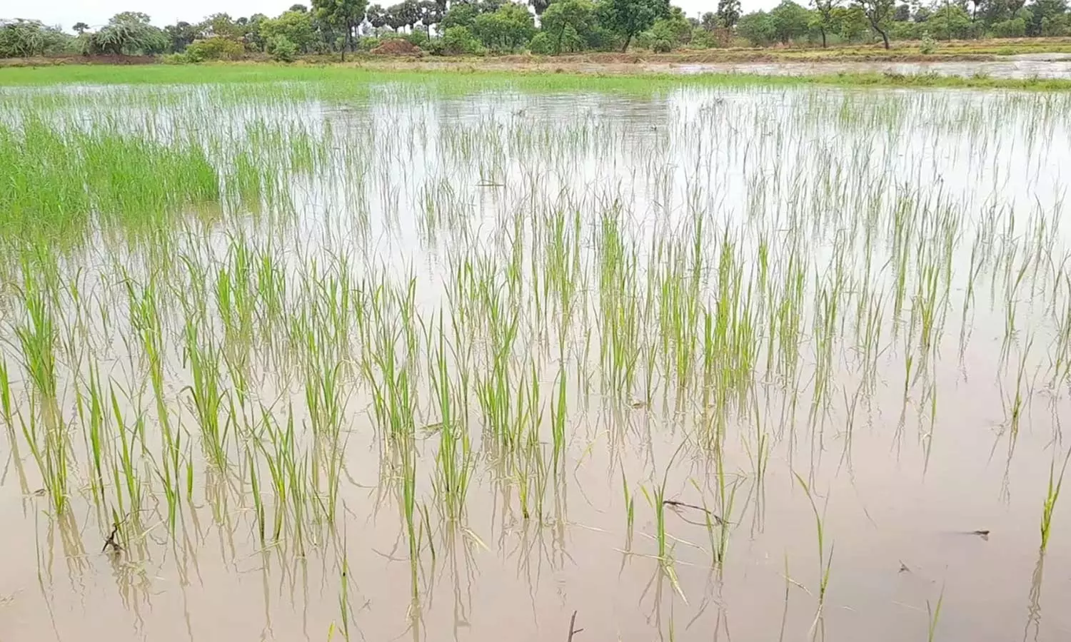 பருவம் தவறிய மழை: திருவாரூரில் 10 ஆயிரம் ஏக்கர் குறுவை நெற்பயிர்கள் அழுகும் அபாயம்