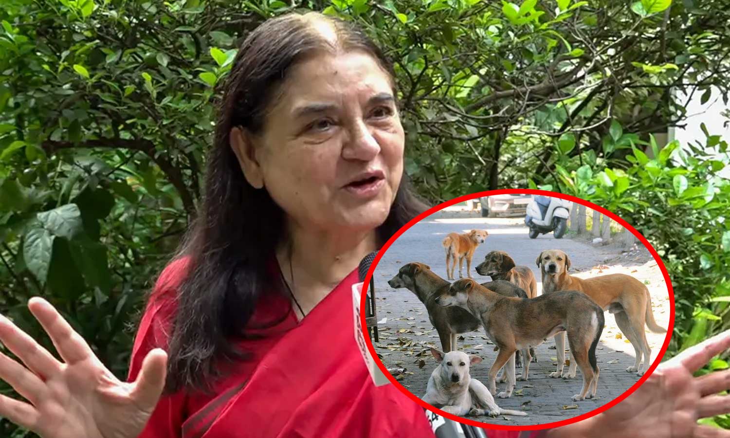 தெருவில் இருந்து நாய்களை எல்லாம் அகற்றி விட்டால், அடுத்து குரங்குகள் வரும் - மேனகா காந்தி